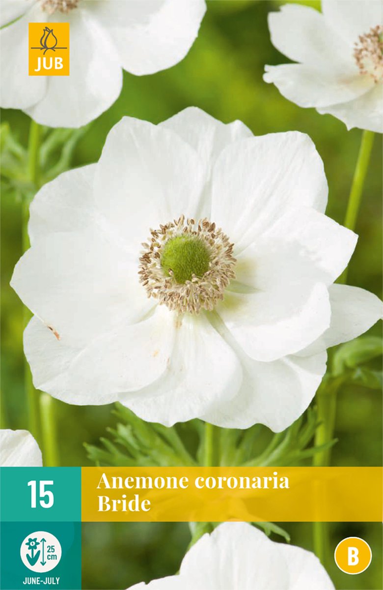 Anemone Coronaria Bride Vj 5/6 - 15st - Bloembollen - JUB Holland