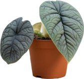 PLNTS - Alocasia Melo - Kamerplant - Kweekpot 15 cm - Hoogte 25 cm