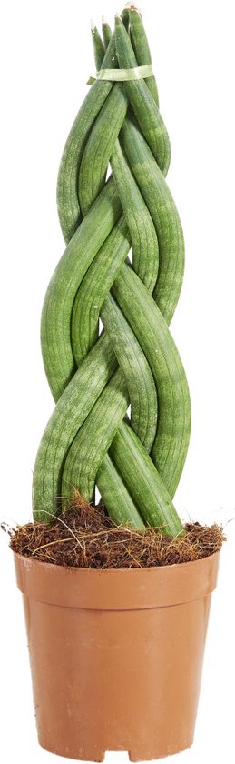 Musa Dwarf Cavendish | Bananenplant 150cm kopen
