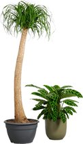 PLNTS - Beaucarnea Recurvata - Kamerplant - Kweekpot 35 cm - Hoogte 160 cm