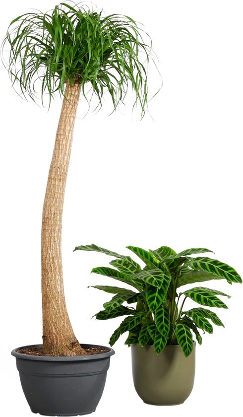 Beaucarnea