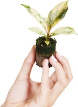 PLNTS - Baby Ficus Shivereana Moonshine - Kamerplant - Kweekpot 6 cm - Hoogte 12 cm