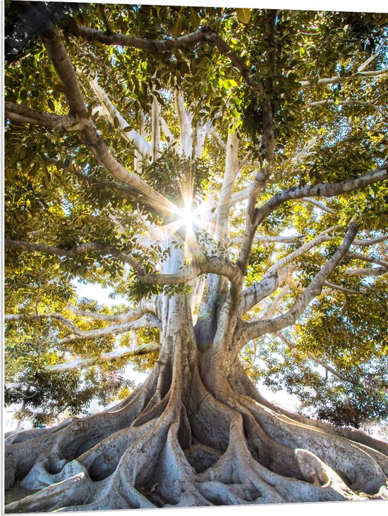 PVC Schuimplaat- Wortels van een Oude Boom - 75x100 cm Foto op PVC Schuimplaat