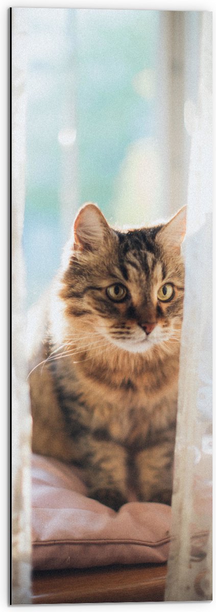 Dibond - Bruien Huiskat Verstopt Achter Klassieke Gordijntjes - 30x90 cm Foto op Aluminium