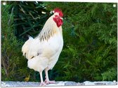 Tuinposter – Beige kip tegen Groene Varens - 80x60 cm Foto op Tuinposter (wanddecoratie voor buiten en binnen)