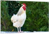 Tuinposter – Beige kip tegen Groene Varens - 150x100 cm Foto op Tuinposter (wanddecoratie voor buiten en binnen)