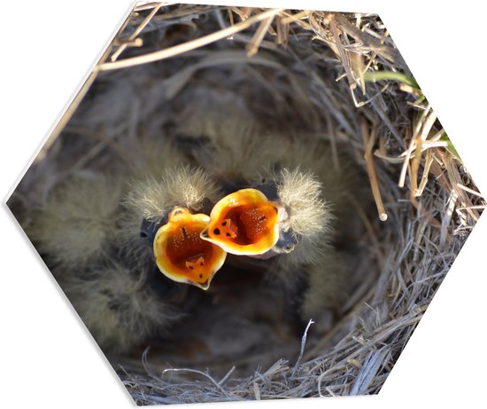 PVC Schuimplaat Hexagon - Baby Vogels in Nest met Open Bek voor Eten - 80x69.6 cm Foto op Hexagon (Met Ophangsysteem)