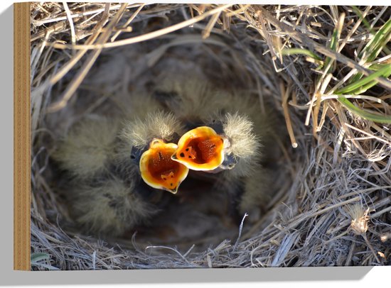 Hout - Baby Vogels in Nest met Open Bek voor Eten - 40x30 cm - 9 mm dik - Foto op Hout (Met Ophangsysteem)
