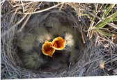 PVC Schuimplaat - Baby Vogels in Nest met Open Bek voor Eten - 150x100 cm Foto op PVC Schuimplaat (Met Ophangsysteem)