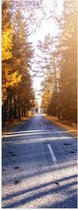 Poster Glanzend – Zonnestralen over Bospad - 40x120 cm Foto op Posterpapier met Glanzende Afwerking