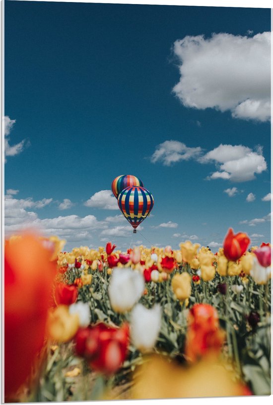 Acrylglas - Twee Luchtballonnen boven Meerkleurig Tulpenveld - 60x90 cm Foto op Acrylglas (Met Ophangsysteem)