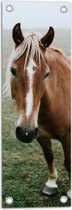 Tuinposter – Bruin Paard met Witte Aftekening in Groen Grasveld - 20x60 cm Foto op Tuinposter (wanddecoratie voor buiten en binnen)