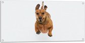Tuinposter – Blij Springende Kleine Bruine Hond op Witte Achtergrond - 100x50 cm Foto op Tuinposter (wanddecoratie voor buiten en binnen)