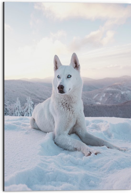 WallClassics - Dibond - Witte Husky Liggend in de Sneeuw op een Berg - 50x75 cm Foto op Aluminium (Met Ophangsysteem)