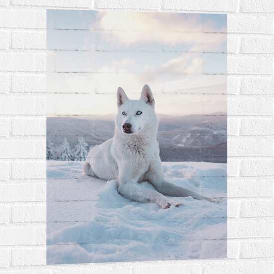 WallClassics - Muursticker - Witte Husky Liggend in de Sneeuw op een Berg - 60x90 cm Foto op Muursticker