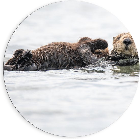 WallClassics - Dibond Muurcirkel - Zwemmende Otters in het Water - 90x90 cm Foto op Aluminium Muurcirkel (met ophangsysteem)