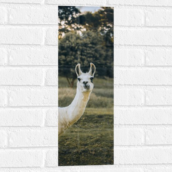 WallClassics - Muursticker - Witte Lama met Zwarte Vlekken in de Natuur - 20x60 cm Foto op Muursticker