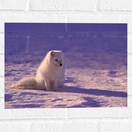 WallClassics - Muursticker - Witte Vos in de Sneeuw met Paarse Gloed - Poolvos - 40x30 cm Foto op Muursticker