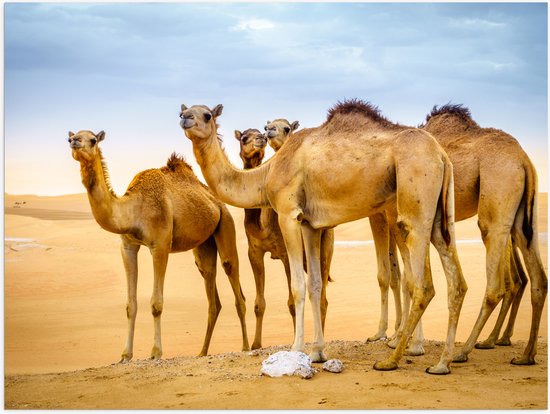 Poster Glanzend – Wilde Kamelen in de Woestijn - 40x30 cm Foto op Posterpapier met Glanzende Afwerking