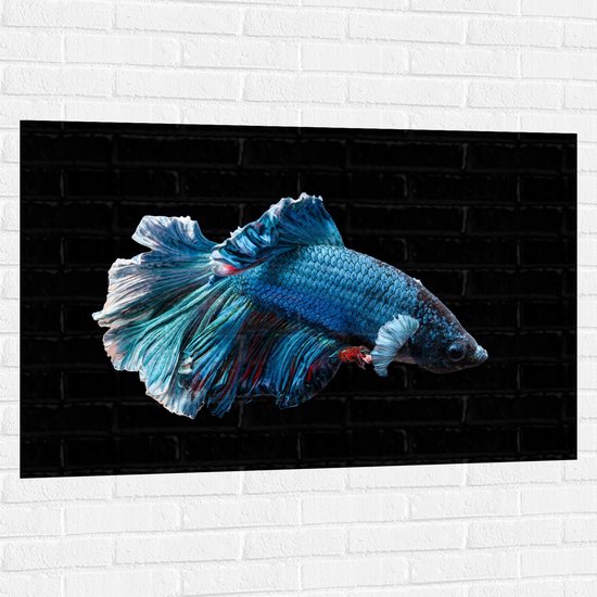 WallClassics - Muursticker - Blauwe Kempvis met Zwarte Achtergrond - 120x80 cm Foto op Muursticker