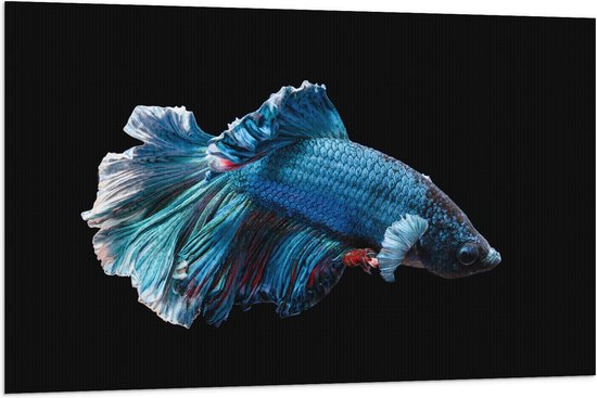 WallClassics - Drapeau - Poisson Combattant Bleu sur Fond Noir - 120x80 cm Photo sur Drapeau Polyester