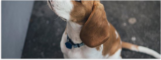 WallClassics - Poster brillant – Chien Beagle assis par Terre – 90 x 30 cm Photo sur papier poster avec finition brillante