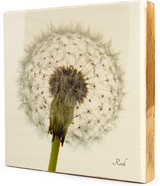 Dandelion close - 1x1 Steigerhout Tegeltableau