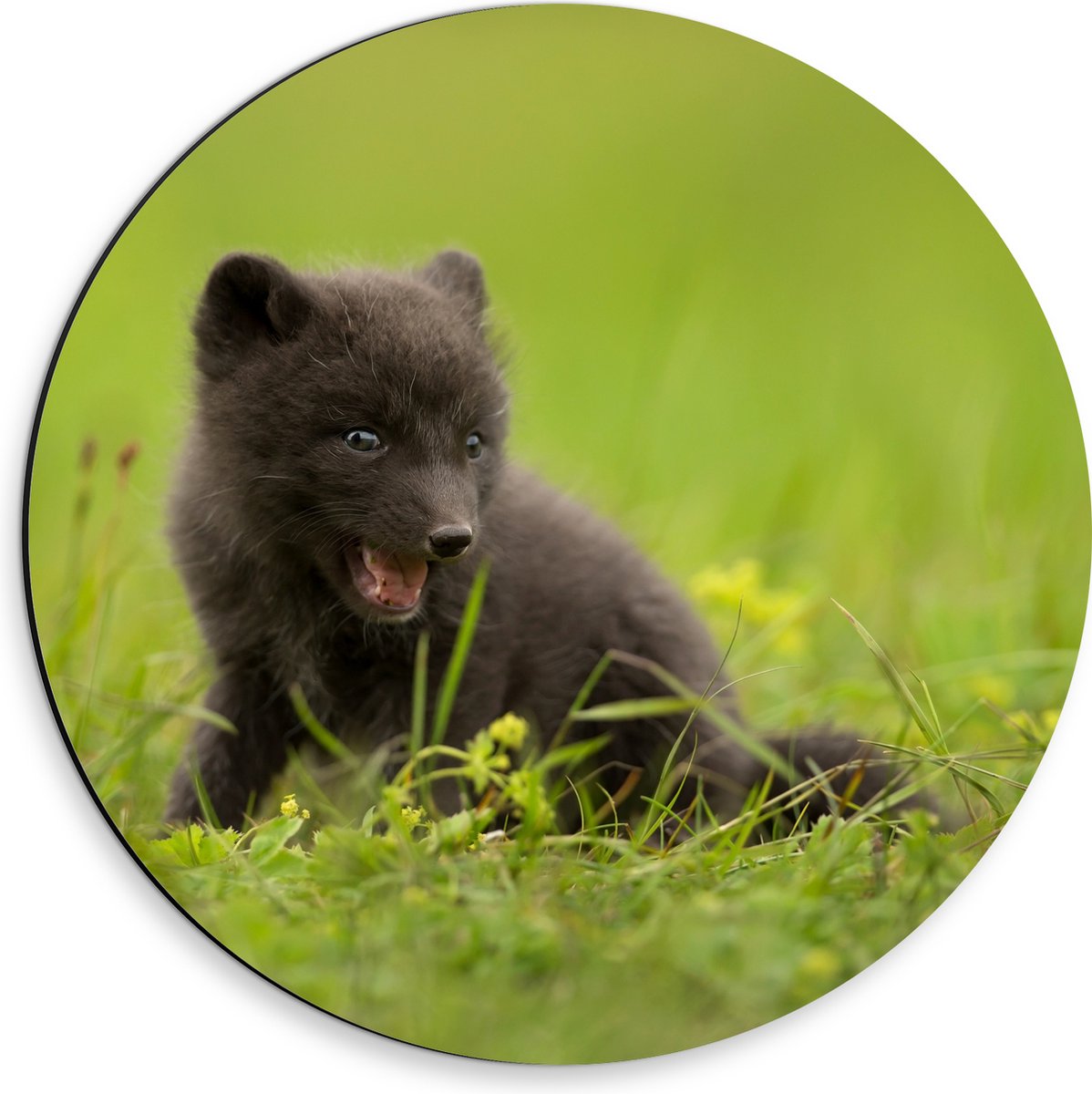 Dibond Muurcirkel - Zwarte Baby Vos in het Gras - 30x30 cm Foto op Aluminium Muurcirkel (met ophangsysteem)