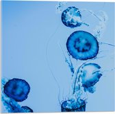 WallClassics - Acrylglas - Blauwe Zwemmende Kwallen in het Water - 50x50 cm Foto op Acrylglas (Wanddecoratie op Acrylaat)