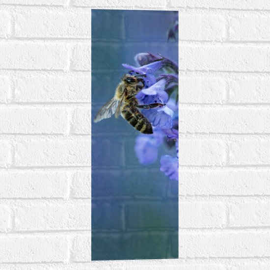 WallClassics - Muursticker - Bij op Paarse Bloemen - 20x60 cm Foto op Muursticker