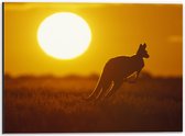 Dibond - Zonsondergang Silhouet van een Kangoeroe - 40x30 cm Foto op Aluminium (Met Ophangsysteem)