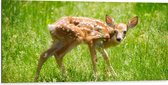 WallClassics - Dibond - Baby Hertje in het Gras - Witstaarthert - 100x50 cm Foto op Aluminium (Wanddecoratie van metaal)