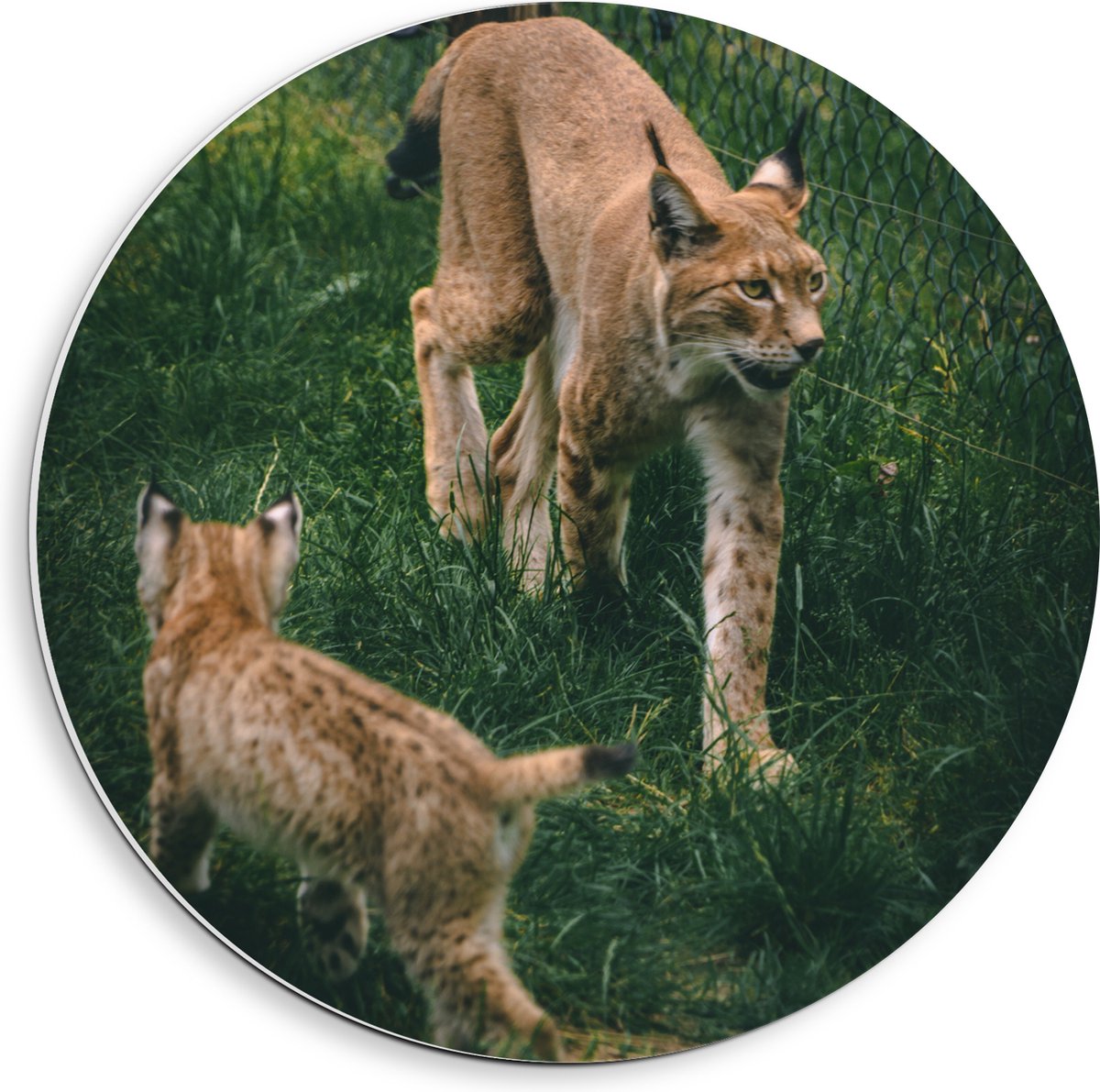 PVC Schuimplaat Muurcirkel - Baby Lynx met Moeder achter Hek - 40x40 cm Foto op Muurcirkel (met ophangsysteem)
