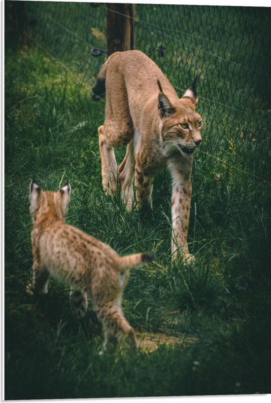 WallClassics - PVC Schuimplaat- Baby Lynx met Moeder achter Hek - 50x75 cm Foto op PVC Schuimplaat