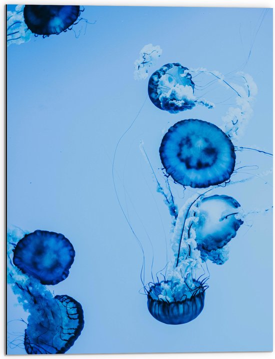 WallClassics - Dibond - Blauwe Zwemmende Kwallen in het Water - 60x80 cm Foto op Aluminium (Met Ophangsysteem)