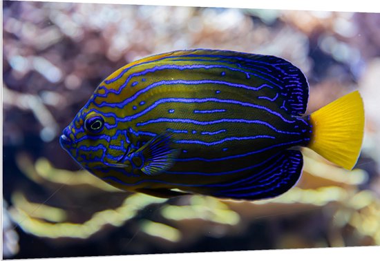 Viscom Fish WallClassics - PVC Schuimplaat- Blauw met Gele Vis Zwemmend in het ...
