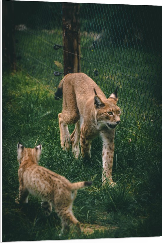 WallClassics - PVC Schuimplaat- Baby Lynx met Moeder achter Hek - 70x105 cm Foto op PVC Schuimplaat