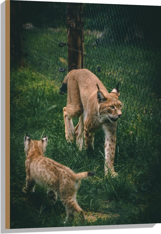 WallClassics - Hout - Baby Lynx met Moeder achter Hek - 60x90 cm - 9 mm dik - Foto op Hout (Met Ophangsysteem)