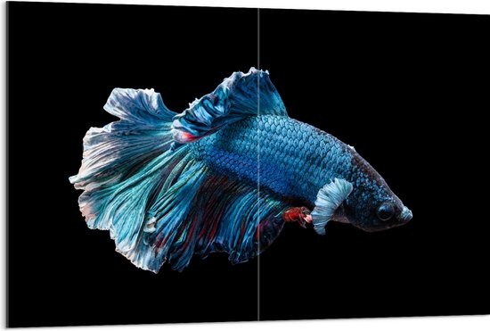 WallClassics - Acrylglas - Blauwe Kempvis met Zwarte Achtergrond - 120x80 cm Foto op Acrylglas (Met Ophangsysteem)