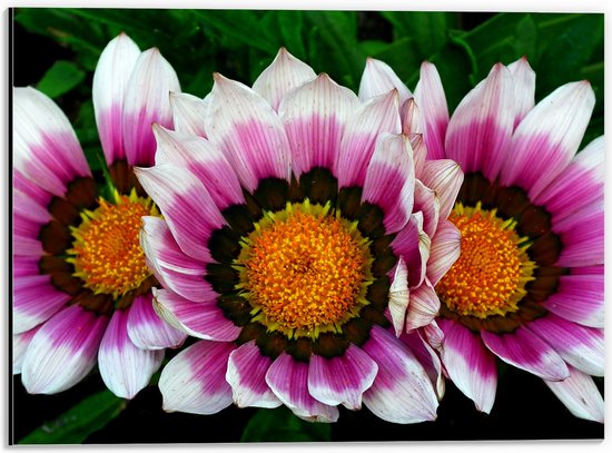 Dibond - Kleurrijke Gazania Rigens Bloemen - 40x30 cm Foto op Aluminium (Met Ophangsysteem)