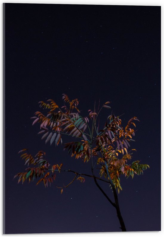 Acrylglas - Tak met Bladeren in Nacht - 40x60 cm Foto op Acrylglas (Wanddecoratie op Acrylaat)