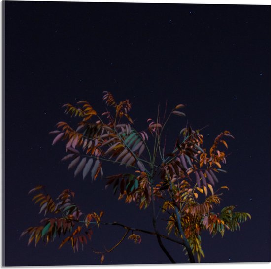 Acrylglas - Tak met Bladeren in Nacht - 50x50 cm Foto op Acrylglas (Met Ophangsysteem)