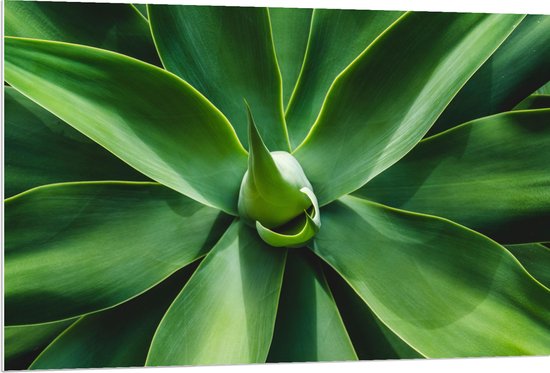 PVC Schuimplaat - Groene Bladeren van een Plant - 120x80 cm Foto op PVC Schuimplaat (Met Ophangsysteem)