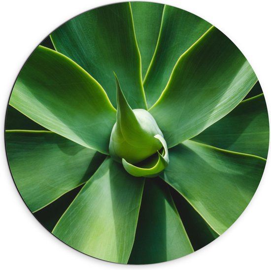 Dibond Muurcirkel - Groene Bladeren van een Plant - 70x70 cm Foto op Aluminium Muurcirkel (met ophangsysteem)
