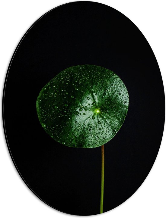 WallClassics - Dibond Ovaal - Cirkelvormige Groene Plant - 30x40 cm Foto op Ovaal (Met Ophangsysteem)