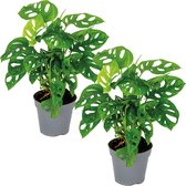 Monstera adansonii 'Monkey Leaf' - Gatenplant - Set van 2 - Kamerplant - Luchtzuiverende plant voor binnen - ⌀12 cm - 20-25 cm