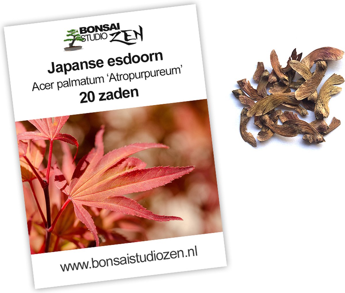 Japanse esdoorn - Acer palmatum - Atropurpureum - 20 zaden