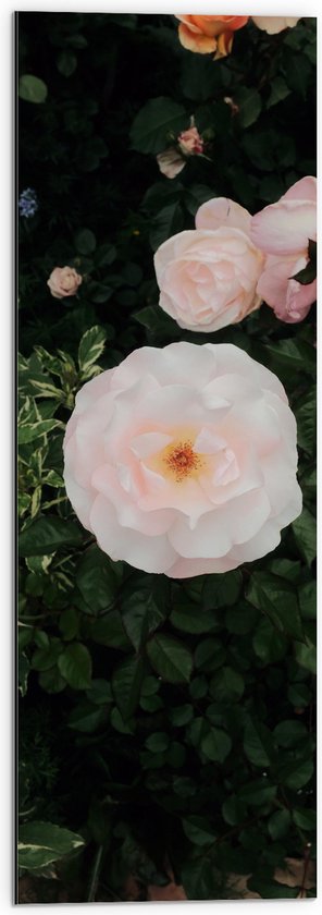WallClassics - Dibond - Japanse Camellia Bloem op Groene Struik - 30x90 cm Foto op Aluminium (Met Ophangsysteem)