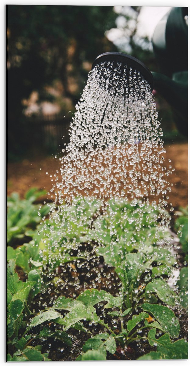 Dibond - Planten Water Geven met Gieter - 50x100 cm Foto op Aluminium (Met Ophangsysteem)
