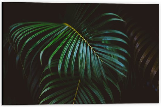Dibond - Groene Palmbladeren - 60x40 cm Foto op Aluminium (Met Ophangsysteem)